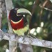 Red-necked Aracari - Photo (c) markus lilje, some rights reserved (CC BY-NC-ND), uploaded by markus lilje