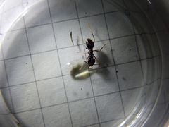 Lasius fuliginosus