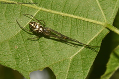 Tylorida