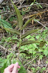 Meniscium reticulatum