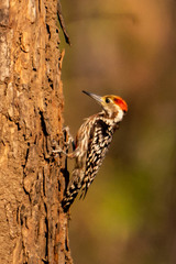 Leiopicus mahrattensis