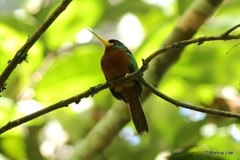 Galbula cyanicollis