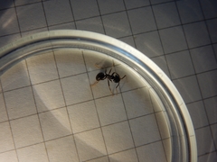 Lasius fuliginosus