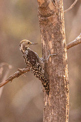 Leiopicus mahrattensis