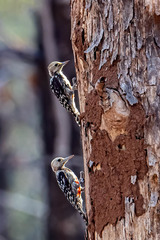 Leiopicus mahrattensis