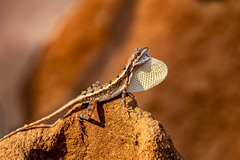 Sitana