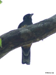Trogon ramonianus