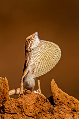 Sitana