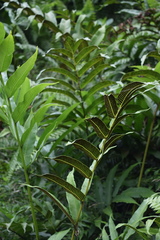 Meniscium reticulatum