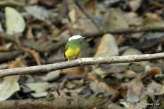 Lepidothrix nattereri