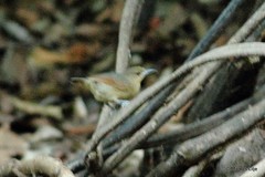 Thamnomanes saturninus