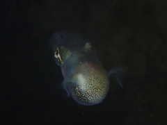 Sepiolidae