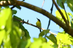 Todirostrum chrysocrotaphum