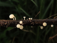 Hymenoscyphus scutula