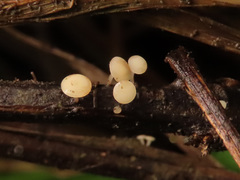 Hymenoscyphus scutula