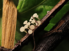 Hymenoscyphus scutula