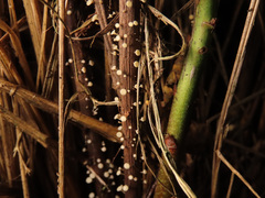 Hymenoscyphus scutula