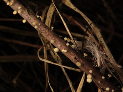 Hymenoscyphus scutula