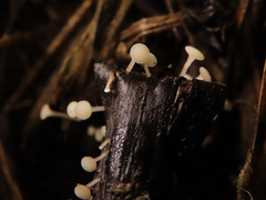 Hymenoscyphus scutula