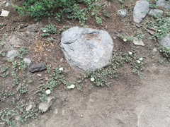 Calystegia occidentalis