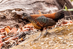 Galloperdix lunulata