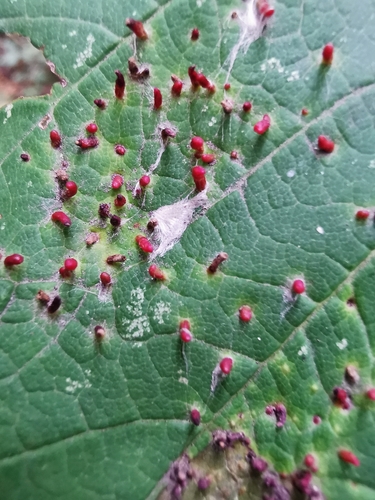 Maple gall mite