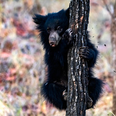 Melursus ursinus ursinus