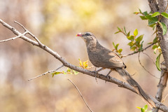 Taccocua leschenaultii