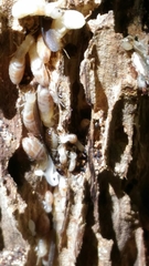 Reticulitermes lucifugus