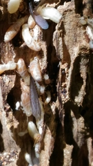 Reticulitermes lucifugus