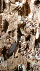 Reticulitermes lucifugus