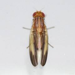 Peplomyza