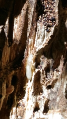 Reticulitermes lucifugus