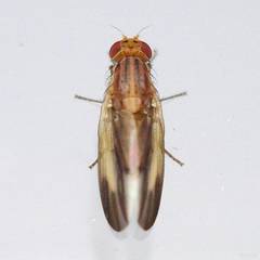 Peplomyza
