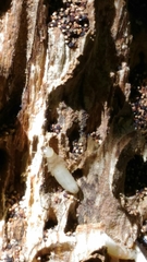 Reticulitermes lucifugus