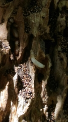 Reticulitermes lucifugus