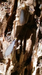 Reticulitermes lucifugus