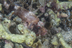 Dendrochirus brachypterus