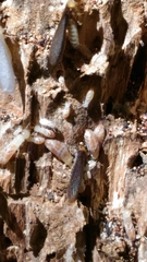 Reticulitermes lucifugus