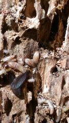 Reticulitermes lucifugus