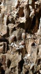 Reticulitermes lucifugus