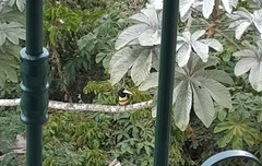 Pteroglossus aracari