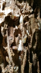 Reticulitermes lucifugus