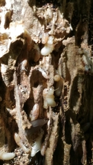 Reticulitermes lucifugus