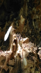 Reticulitermes lucifugus