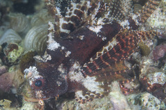 Dendrochirus brachypterus