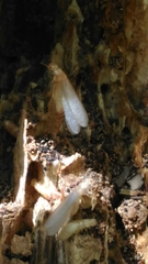 Reticulitermes lucifugus