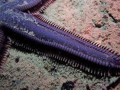 Astropecten preissi