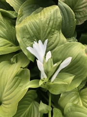 Hosta plantaginea