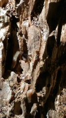 Reticulitermes lucifugus